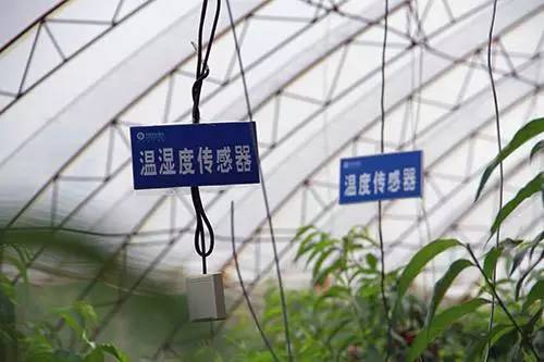 蔬菜对空气湿度的需求