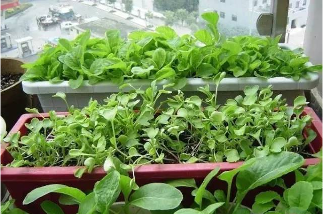 放在家里的盆栽蔬菜