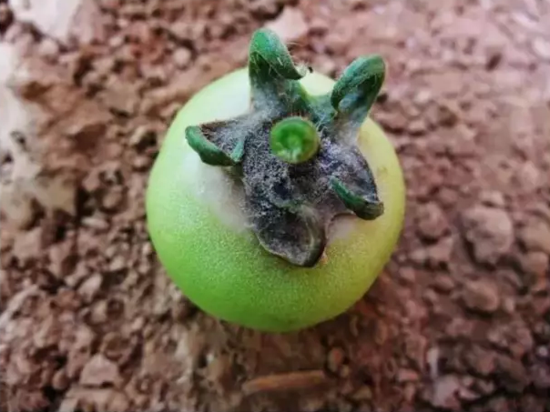 灰霉病-花托