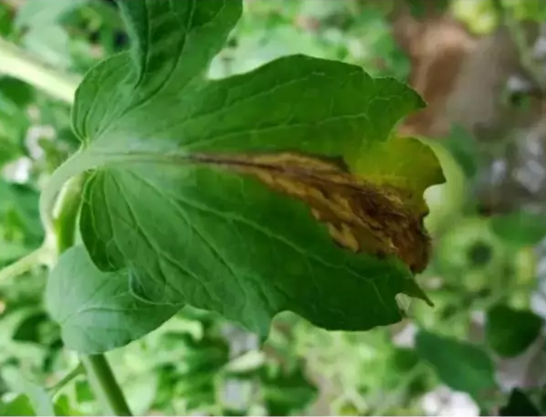 灰霉病叶片病斑