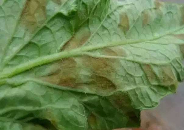叶背染病症状