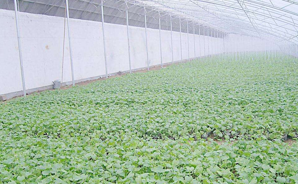 大棚蔬菜病虫害防治