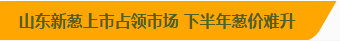 山东新葱上市占领市场，下半年葱价难升.png