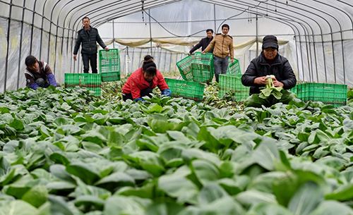 大棚蔬菜种植基地