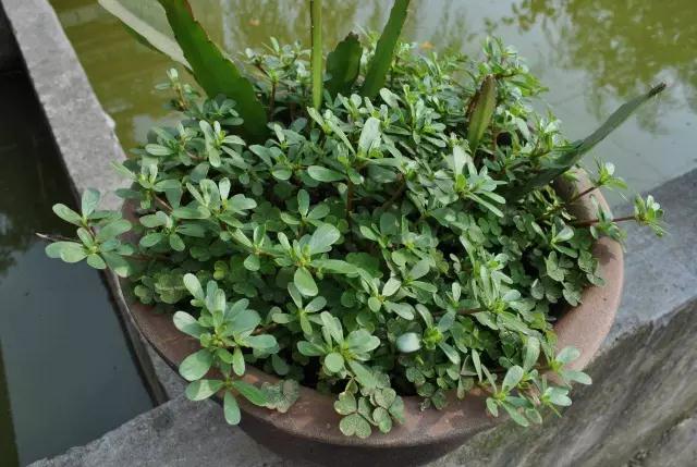 盆栽野菜