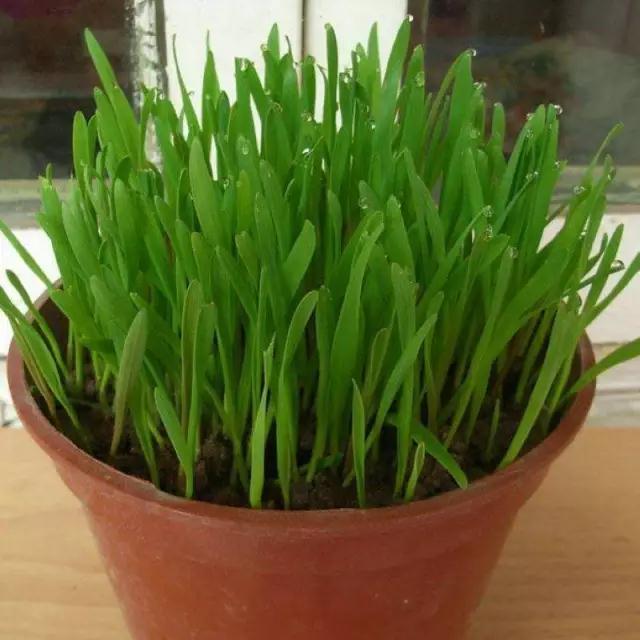 盆栽野菜