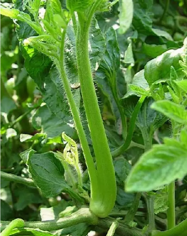 八、番茄病毒病(巨芽型)