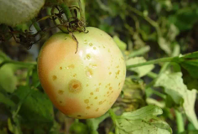 二十四、茄芝麻斑病