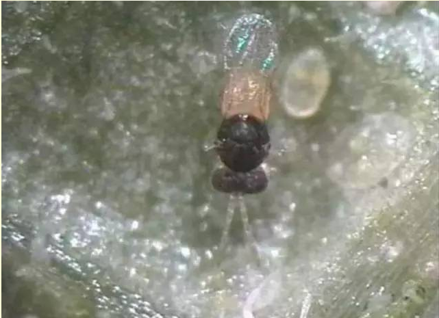 丽蚜小蜂
