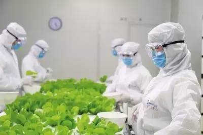 进入植物工厂，要穿好两层防护服，戴上口罩和消毒手套