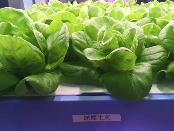 生菜