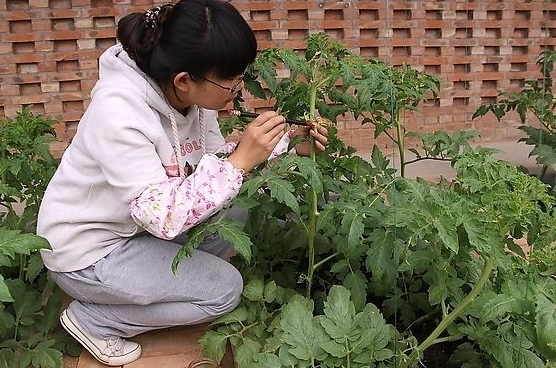 西红柿点花