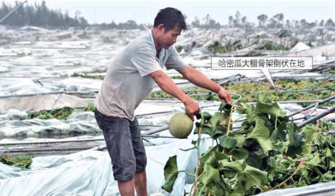 a. 哈密瓜大棚在台风中“夷为平地”