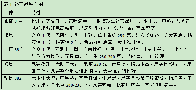 用数据说明番茄品种的优劣——介绍5种适合大棚种植的番茄