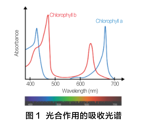 图1 光合作用的吸收光谱