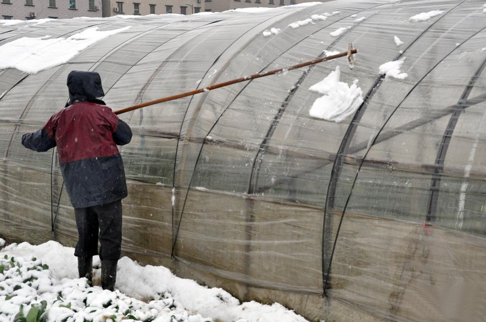 棚户清扫大棚积雪.jpg