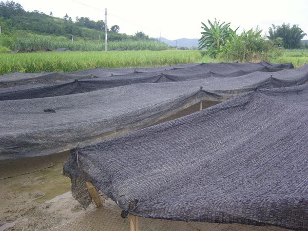 大棚遮阳网.jpg