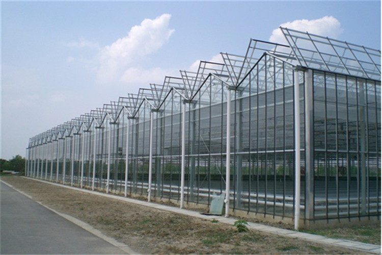 连栋阳光板温室.jpg