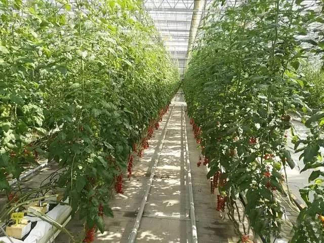 番茄岩棉栽培，中间为加热系统及采摘车轨道.jpg
