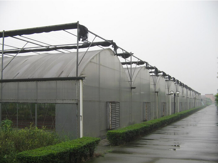连栋温室1.jpg