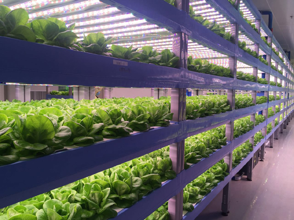植物工厂.jpg