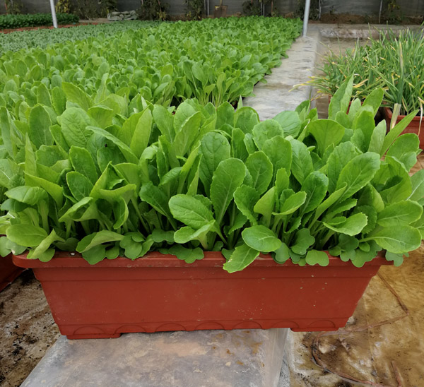 盆栽蔬菜.jpg