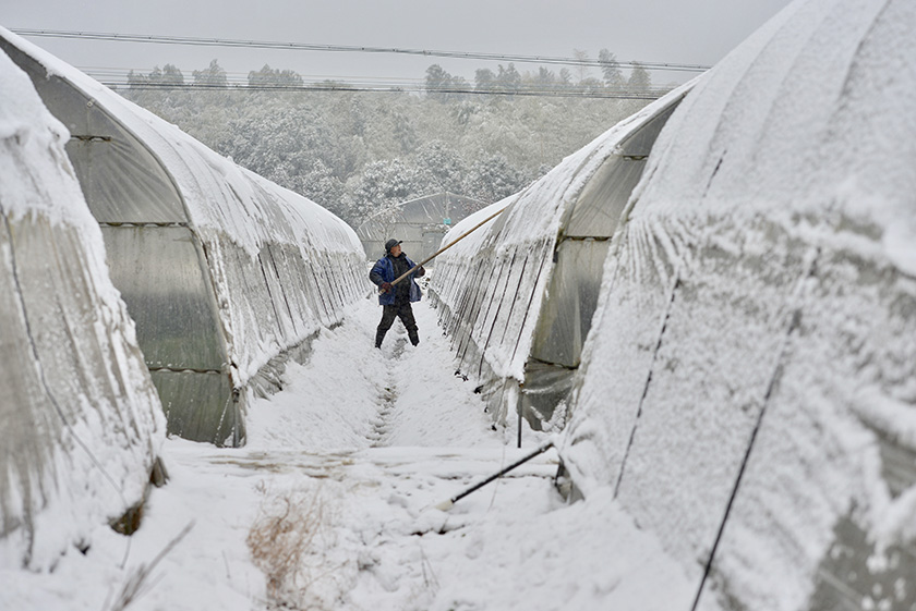 大棚积雪.jpg