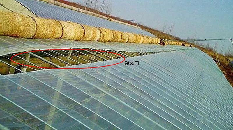 大棚通风口.jpg