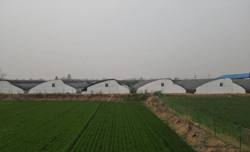 阴阳型日光温室大棚.jpg