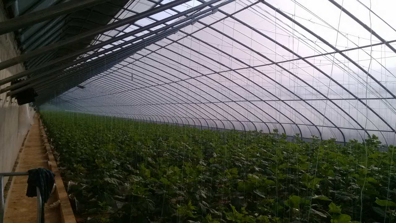 如果你想做现代设施农业，那么这几种温室大棚样式你要知道!